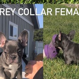 Girl 4 - Blue French Bulldog puppy in Berea, Kentucky from Bully Life Farms
