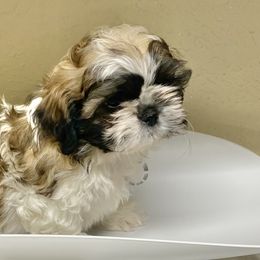 Shih Tzu Puppies from Willow Lane Shih Tzus