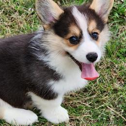 Pembroke Welsh Corgi Puppies from Hilltop Corgis