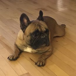Rocket - French Bulldog