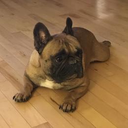 Rocket - French Bulldog