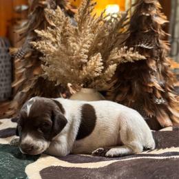 Hazel - Liver and white female German Shorthaired Pointer puppy in Georgia from CMC Farms