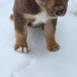 Gunnison - Red tri-color male Australian Shepherd puppy in Solon, Maine from Mountain Range Australian Shepherds
