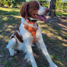 Yellow collar - White and orange male Brittany puppy in Belleview, Florida from Gourley's Brittanys