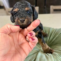 White Collar - Black and tan female Cavapoo puppy in Indiahoma, Oklahoma from Farm Fresh Doodles