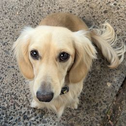 Teddy - Dachshund