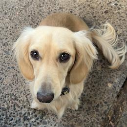 Teddy - Dachshund