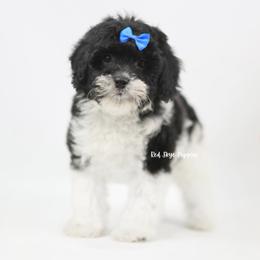 Rocket (Blue Collar Boy) - Black and white male Cavapoo puppy in Republic, Missouri from Red Skye Puppies