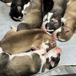 Puppy 7 - Red and white female Siberian Husky puppy in Watseka, Illinois from Jakes Lil Country Kennels