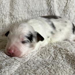 Blue Merle male - Blue merle male Miniature Australian Shepherd puppy in Taunton, Massachusetts from Checkered Flag Champions Mini Aussies