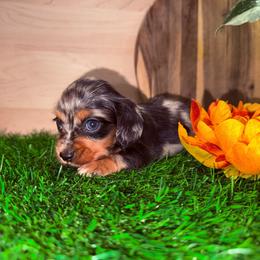 Dapple female 4500 - Dapple female Dachshund puppy in Apopka, Florida from The HotDog Stand