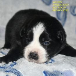 Manny - Black & white male Miniature Australian Shepherd puppy in Patterson, North Carolina from DreamLine Aussies