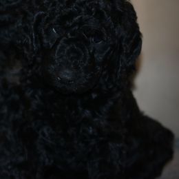 Goldendoodle Puppies from Phoenix Goldendoodles