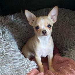 Patty - Chihuahua