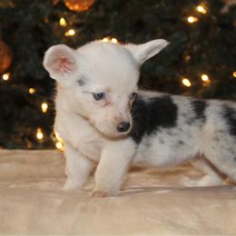 Cinna - Blue merle and white female Cardigan Welsh Corgi puppy in Leonard, Texas from Southern Rose Corgis