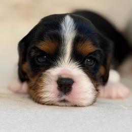 Ollie - Tri-color male Cavalier King Charles Spaniel puppy in Broxton, Georgia from Cavalier & Co.