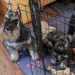 Golden Retrievers and Miniature Schnauzers from Bliss Creek MTN Meadows