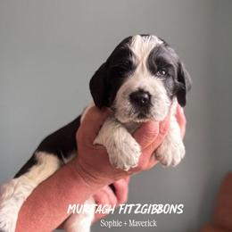 Murtagh Fitzgibbons - Black and white male English Springer Spaniel puppy in Tupalo, Mississippi from Butterfield Trail Farm