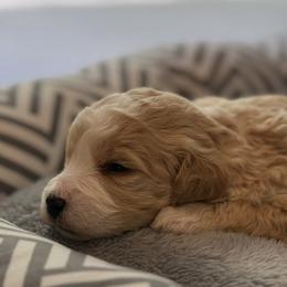 Chase - Merle male Bernedoodle puppy in Monument, Colorado from Colorado Dreamin Doodles