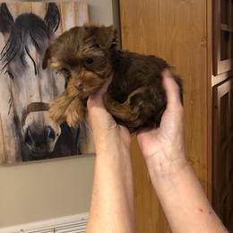 Yorkshire Terrier Puppies from Happy Days Acres and Yorkies