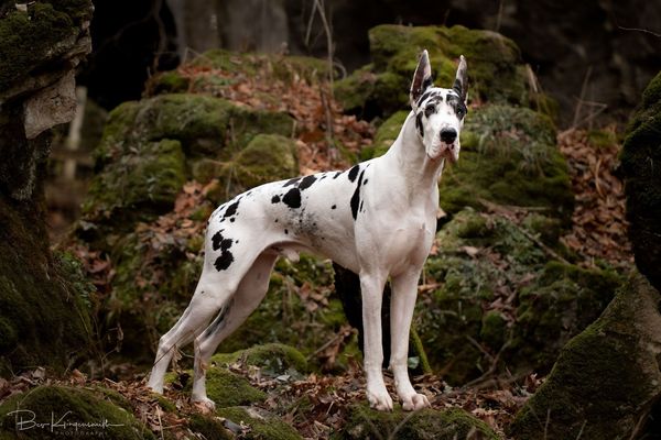 A mantle Great Dane 
