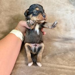 Blaine - Blue merle male Bernedoodle puppy in Warrensburg, Missouri from Dreamer Ridge Puppies