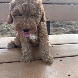 Willow - Red  female Goldendoodle puppy in Fort Myers, Florida from Gandy’s Tails of Joy