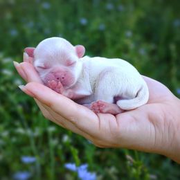 Korean Dollface Hiccup - White male Mal-Shi puppy in Barren Springs, Virginia from Seeking Shalom Acres Maltese, Maltipoos & Havamalts