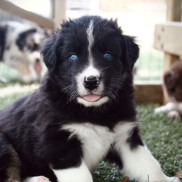 Australian Shepherd Puppies from Tru Blu Aussies