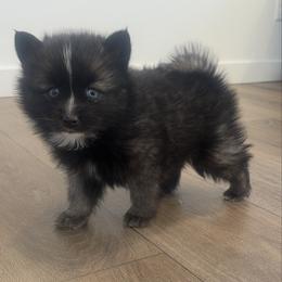 Cupid - Black and white male Pomsky puppy in Tonasket, Washington from Washington Pomskies