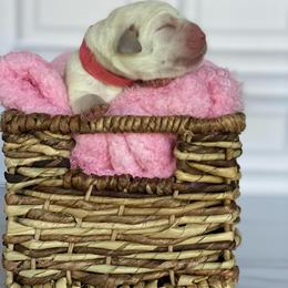 Pink - Yellow female Labrador Retriever puppy in Houston, Texas from Alpha English Labs