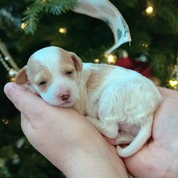 Cavapoo Puppies from Micro Cavapoos