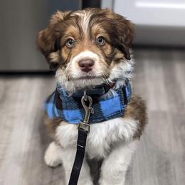 Aussiedoodle and Australian Shepherd Puppies from Junipersdoodles