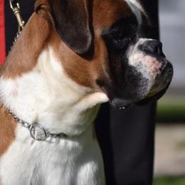 Boxers from Wilson Boxer Puppies