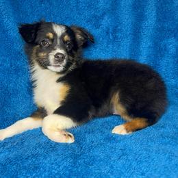 Rosie - Black tri female Miniature Australian Shepherd puppy in Hokes Bluff, Alabama from Alegria Toy Aussies