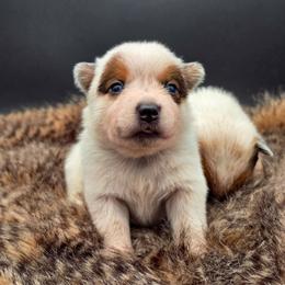 (Green) Red Male - Red speckled male Australian Cattle Dog puppy in Burleson, Texas from Bluebonnet Heelers