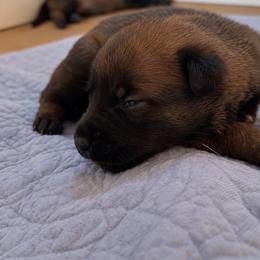 Sable Male (reserved - next litter Oct) - Fawn sable male Belgian Malinois puppy in Dallas, Texas from Kaizen Ruach Malinois