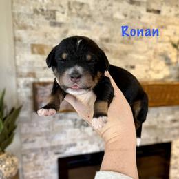 Ronan - Tri-color male Bernedoodle puppy in Midland, Michigan from Northern Charm Farm