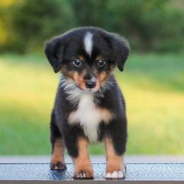 Simon - Black tri male Miniature American Shepherd puppy in Palacios, Texas from Coastal’s Miniature American Shepherds