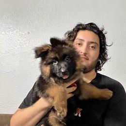 German Shepherd Puppies from Von Gonzalez Kennel