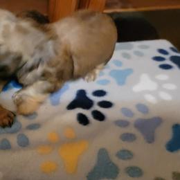 Dachshund Puppies from CLARK'S BREEDING PROGRAM