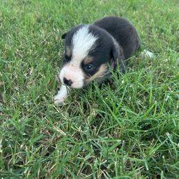 Boy 2 - Black and tan male Pembroke Welsh Corgi puppy in Honey Grove, Texas from JK Ranch Corgis