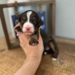 Toffee - Brown and white female Bernedoodle puppy in Waco, Texas from Blessings Pups Doodles
