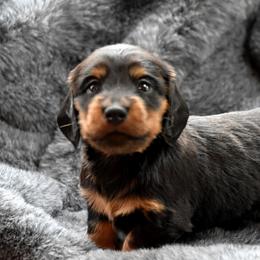 Sammy - Black and tan male Dachshund puppy in Momence, Illinois from Happy Little Doxies