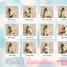 Labrador Retriever Puppies from Moca's Labrador's