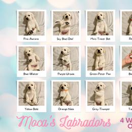 Labrador Retriever Puppies from Moca's Labrador's