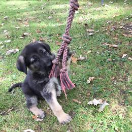 German Shepherd Puppies from Steffca