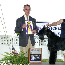 Giant Schnauzers from Work of Art Giant Schnauzers