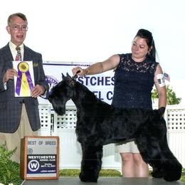 Giant Schnauzers from Work of Art Giant Schnauzers