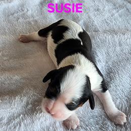 AKC SUSIE - Tri-color female Cavalier King Charles Spaniel puppy in Joplin, Missouri, Missouri from HOL-A-DA CAVALIERS